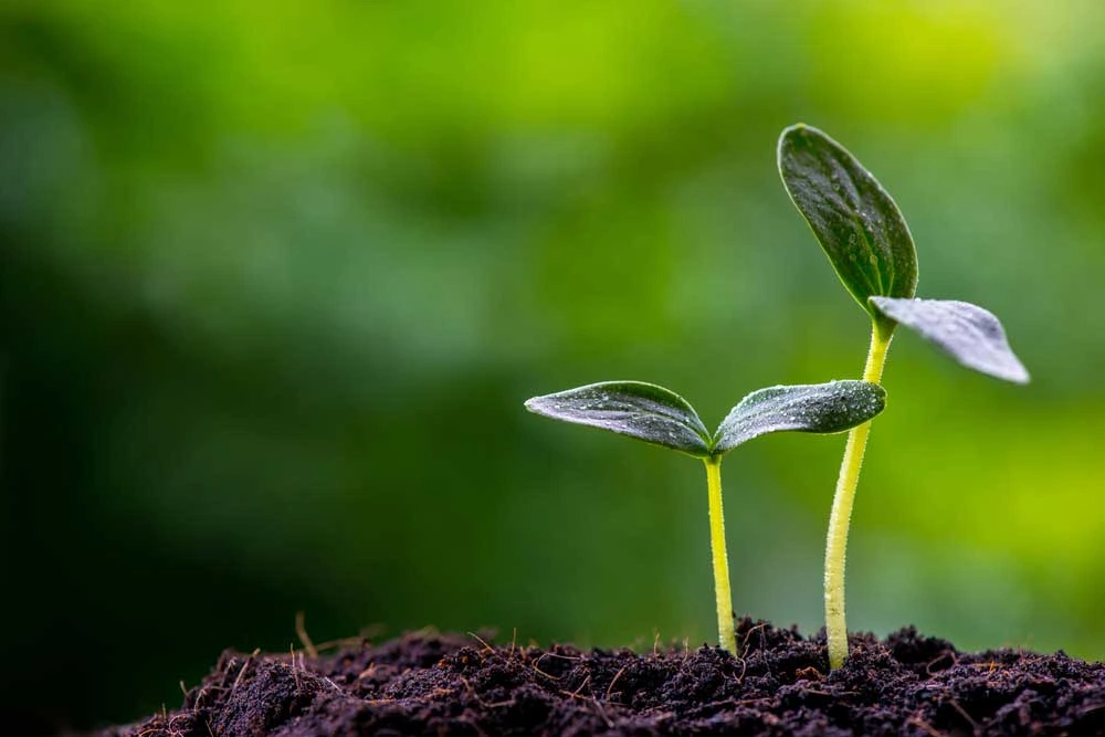 Motivation and Learning Contexts